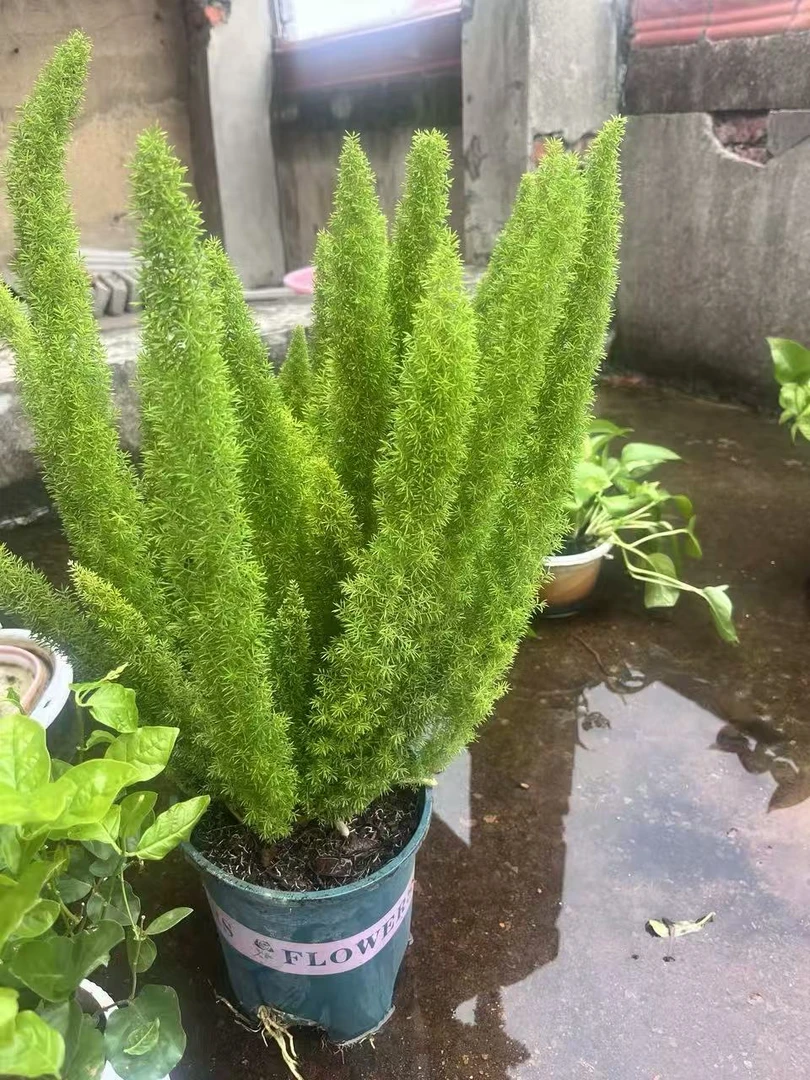 狐尾天门冬盆栽好养耐寒四季常青适合室内外种植小美满花卉盆栽