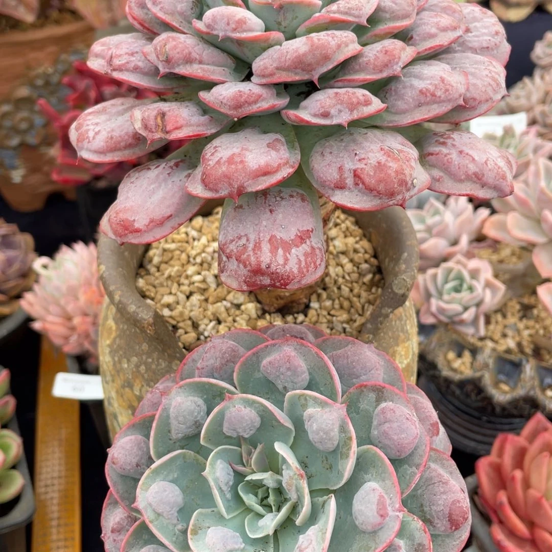 雨滴双头老桩多肉植物