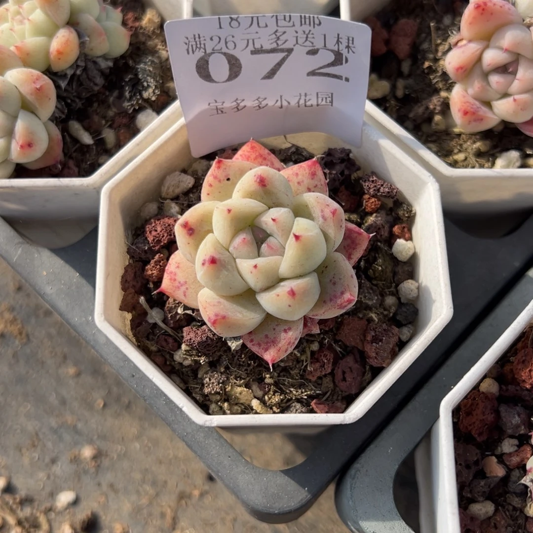 072号白底如梦令一物一拍满18包邮