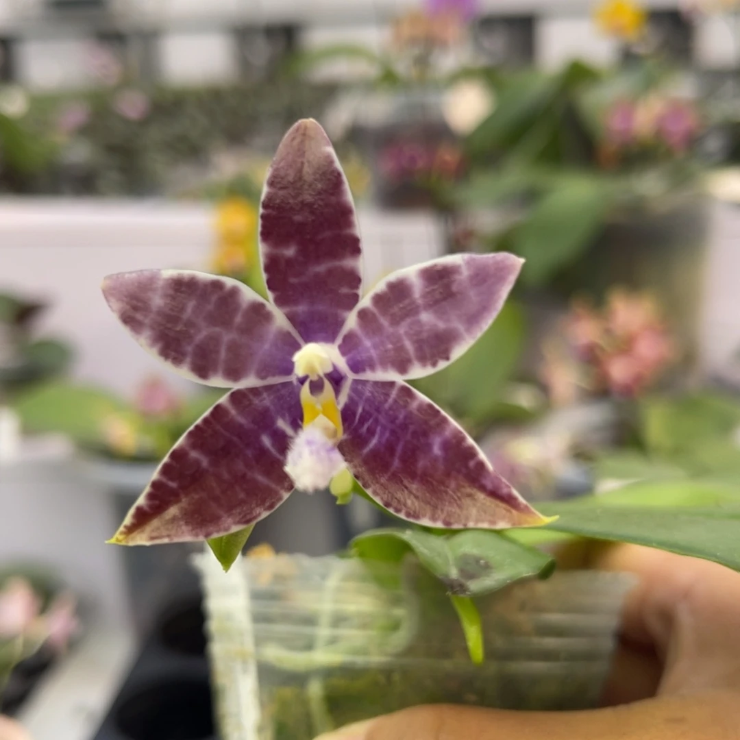 完全开放949 2.5寸蓝盾交蓝路帝 一物一拍