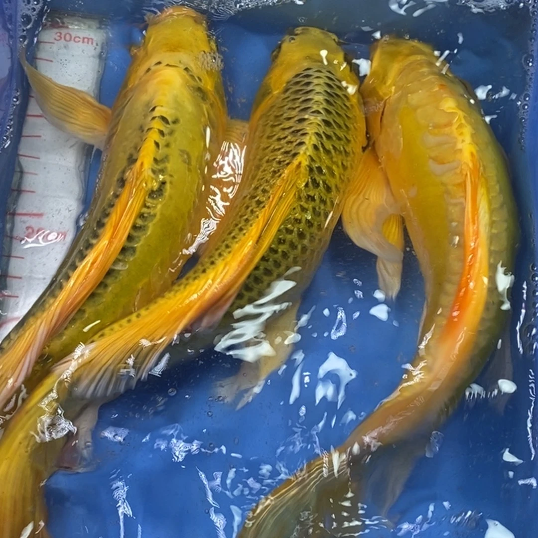 锦鲤冷水锦鲤包邮