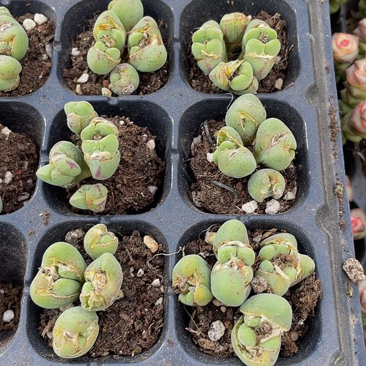 小口笛群2.8带土发