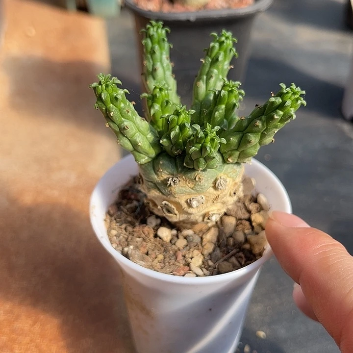 无花朵实生九头龙块根