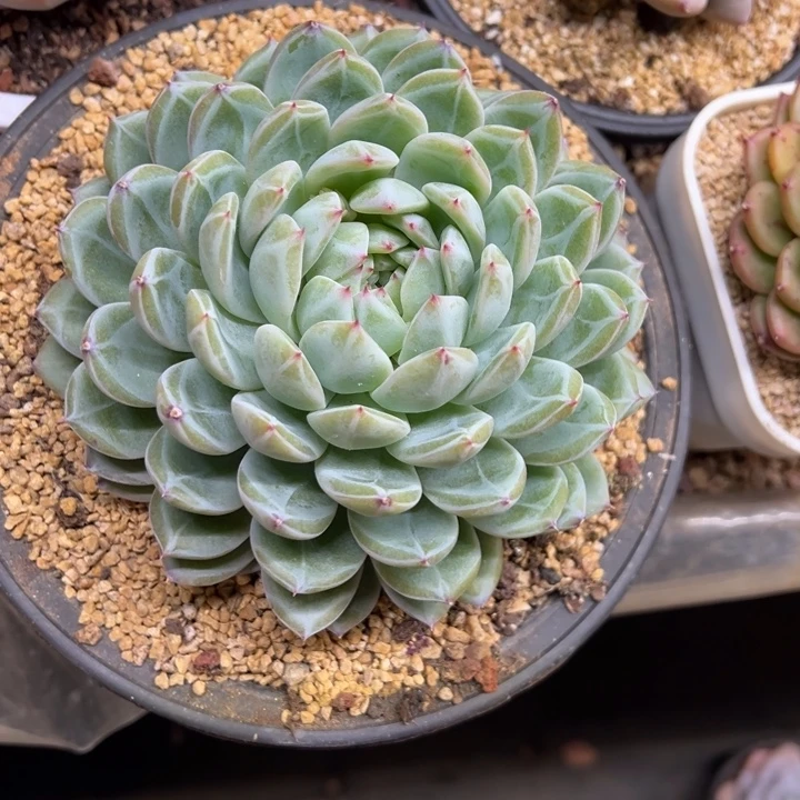 雪花珍妮 夏鸣园艺