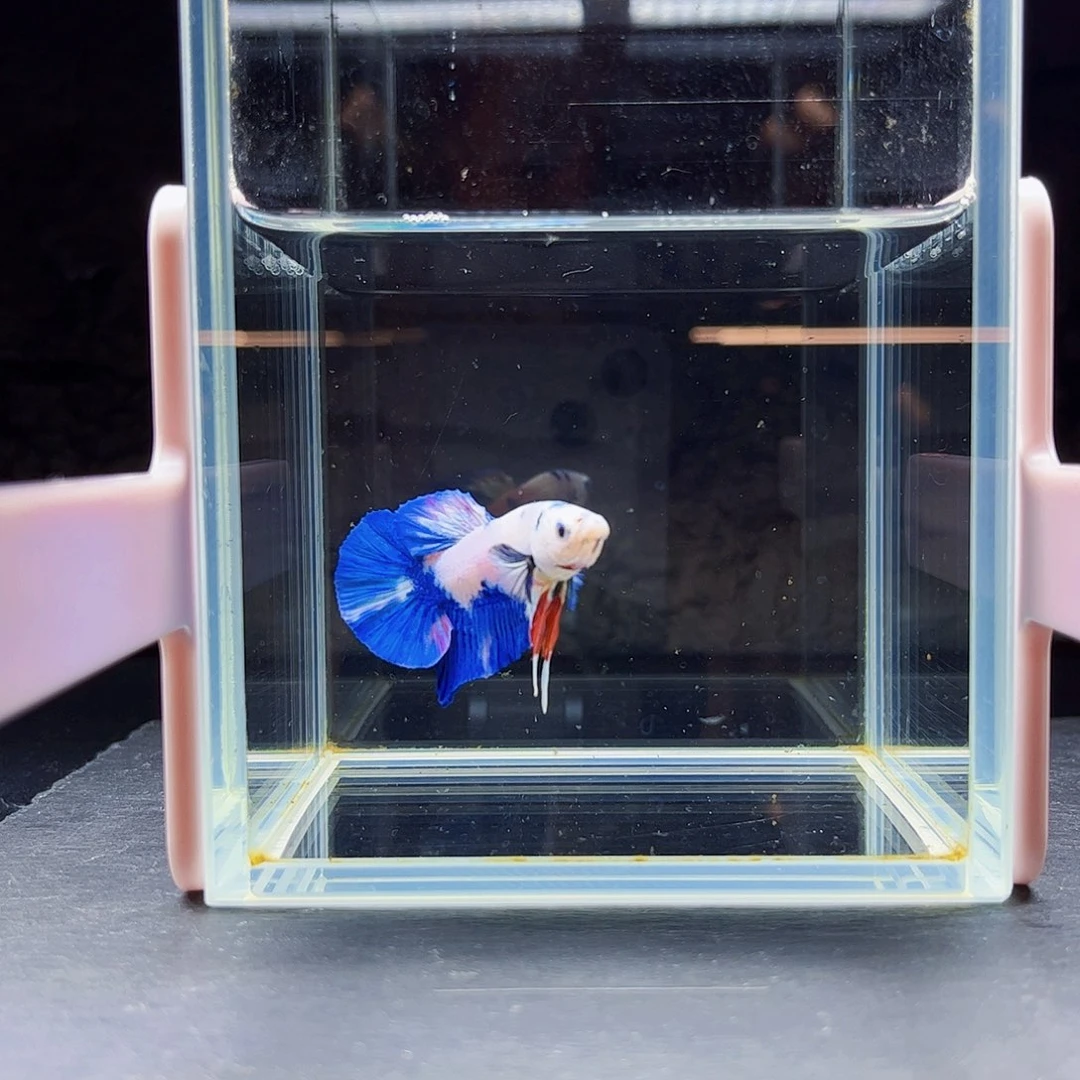 海水宙斯斗鱼竞拍09-12