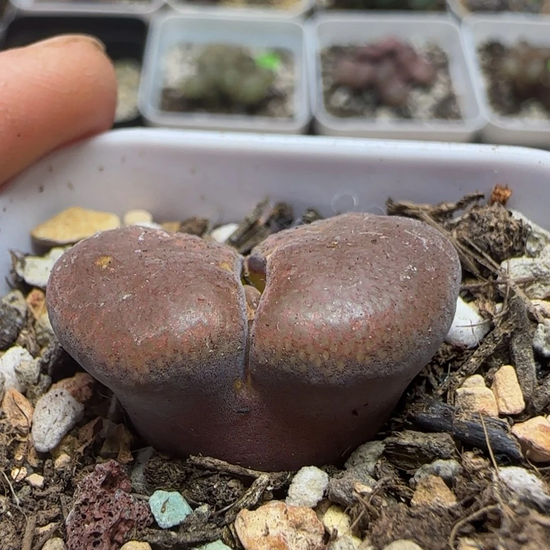 巨无霸多肉植物31