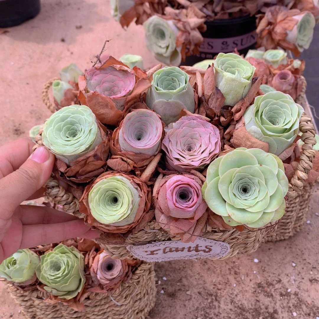 10颗一篮山地玫瑰多品种量拍