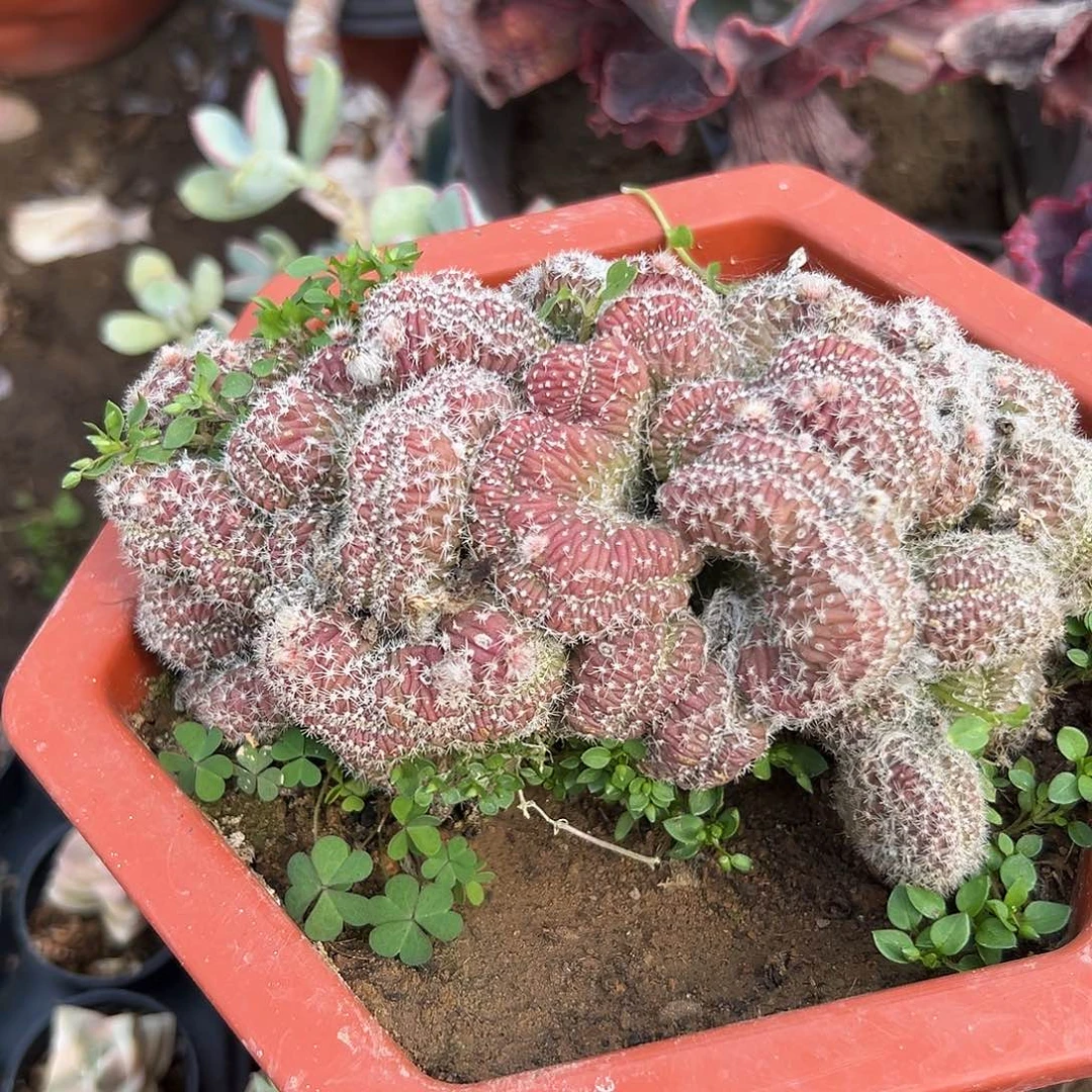 多肉植物红檀缀化