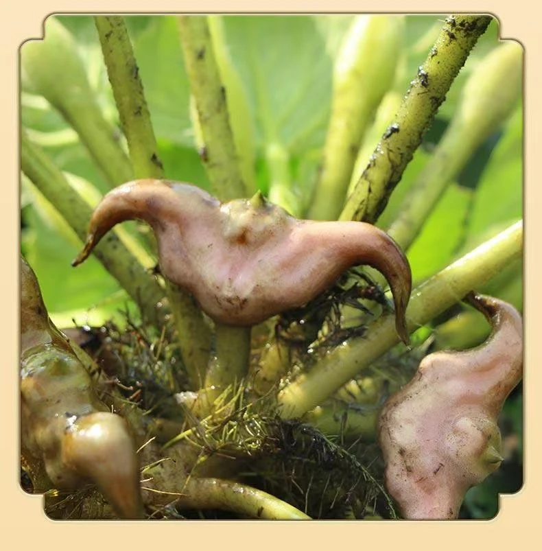 洪湖新鲜嫩菱角 现采现发