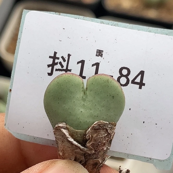 11-84爱心将多肉植物