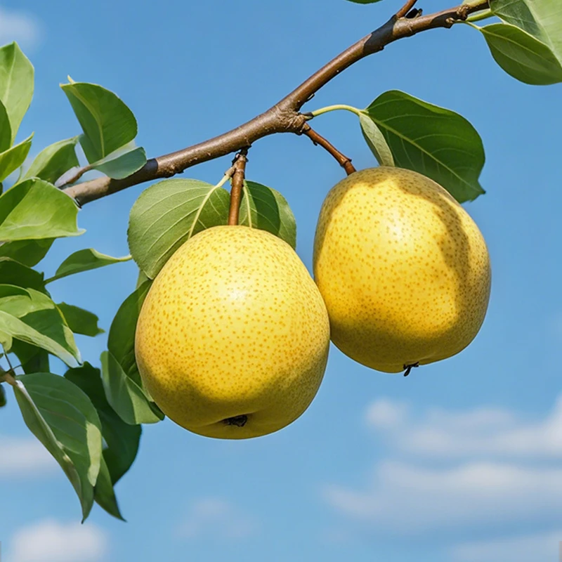 原平同川酥梨五斤装