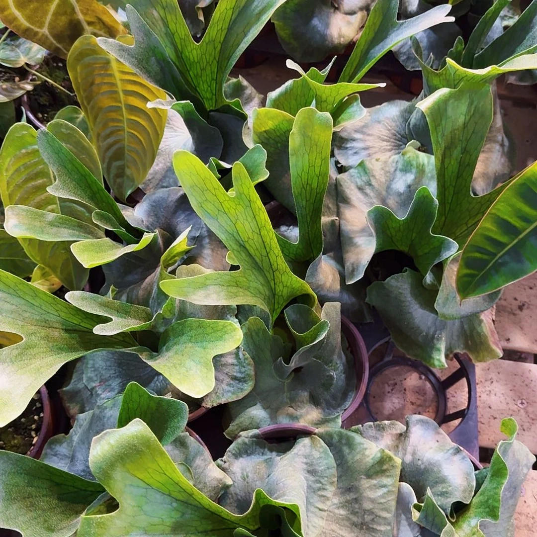 完全开放女王鹿角蕨一棵