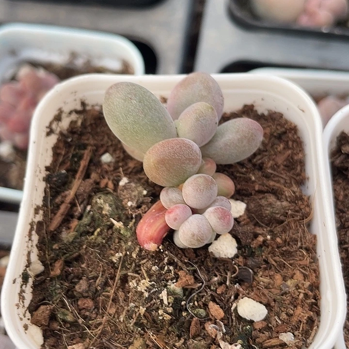 一我一拍糖果群满18包邮