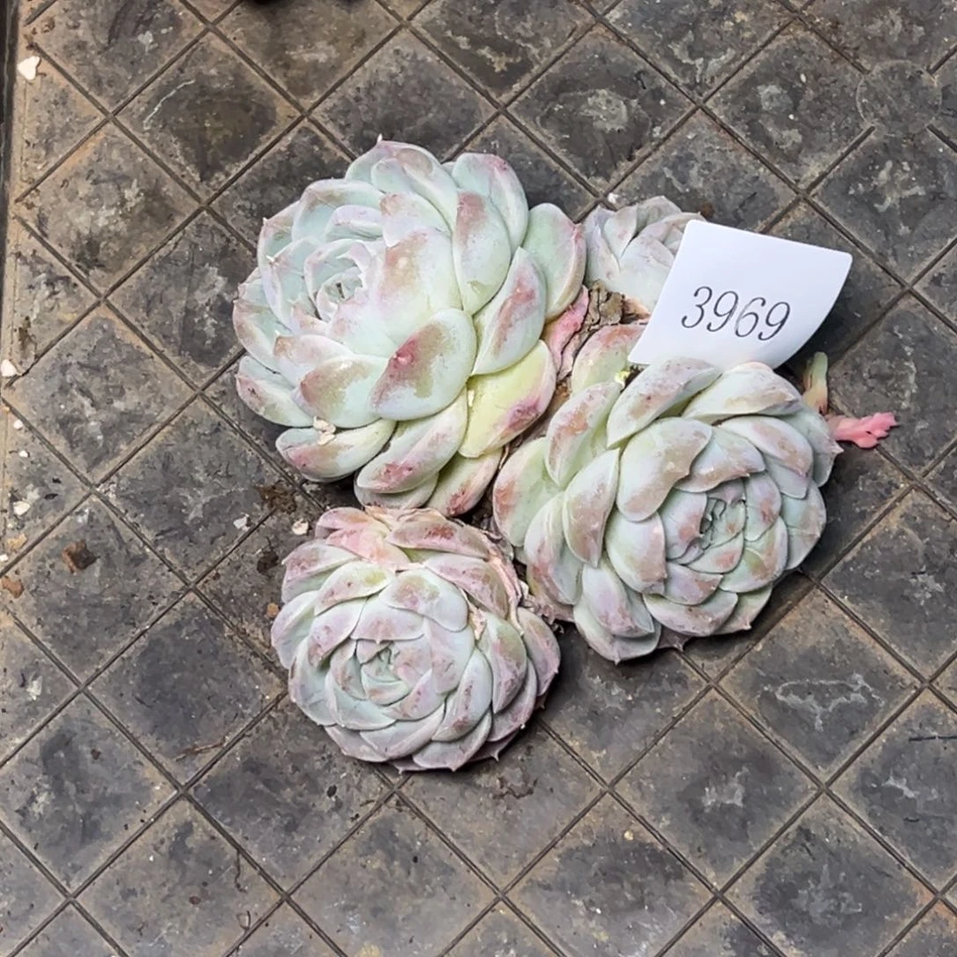 为**歌3969多肉多多的地方