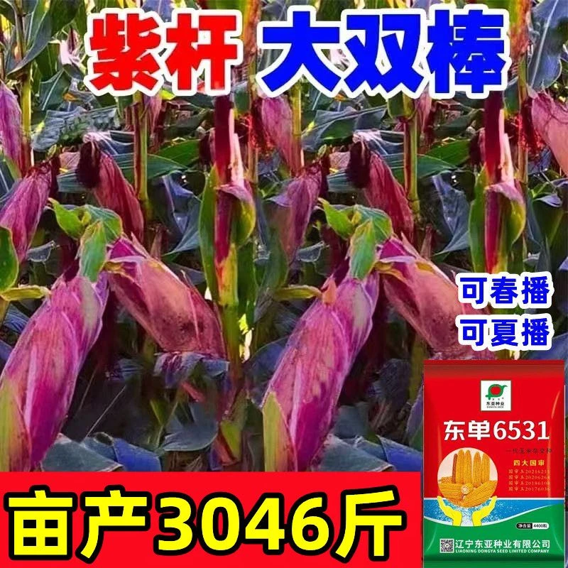 高产东单6531玉米种子国审矮杆红轴双棒王抗倒伏病虫原装正品苞米