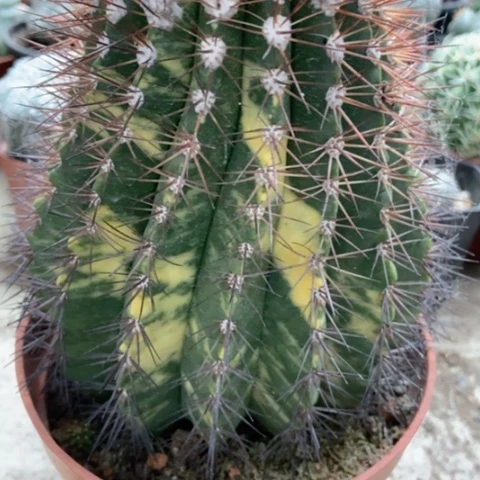 黄金云仙人球45米仙人