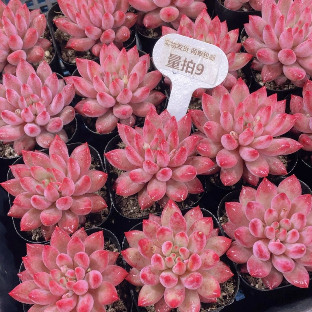 量拍9号 全状态虞美人大单头一个