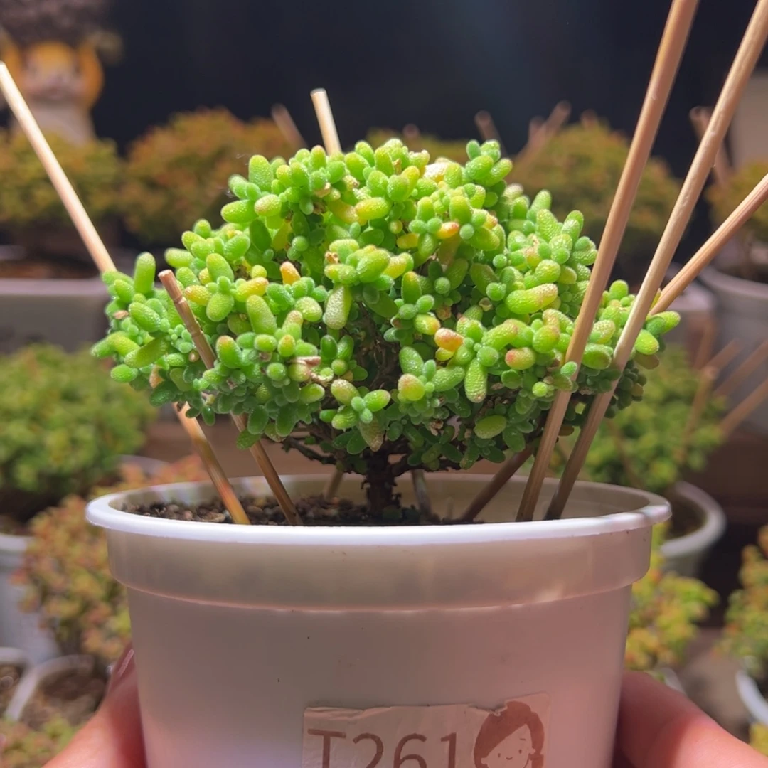 261蜜橘一物一拍带盆土发货
