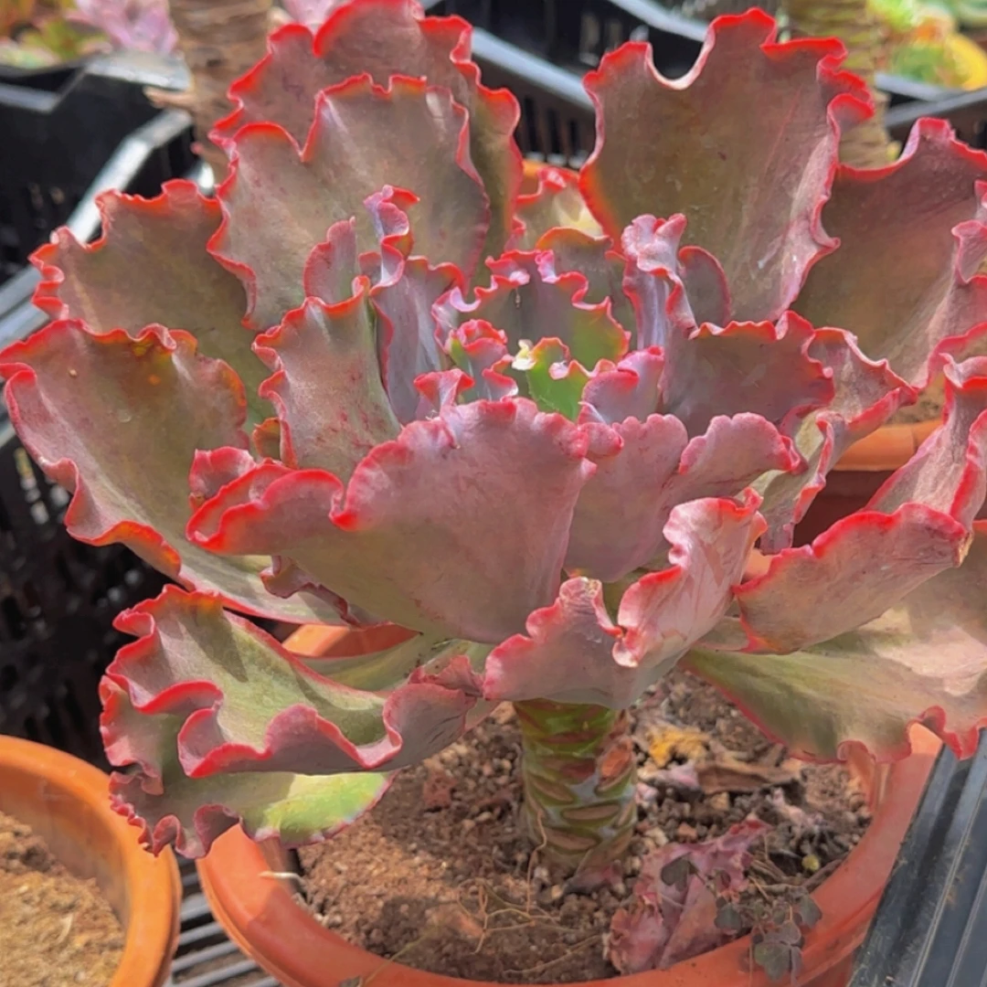 多肉植物精品老桩包菜婚纱少女之梦（多样性发 绿植.花卉.盆栽.