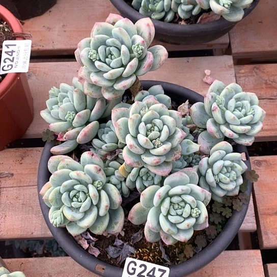 望舒自然群247 全场默认微瑕7-8 天发货
