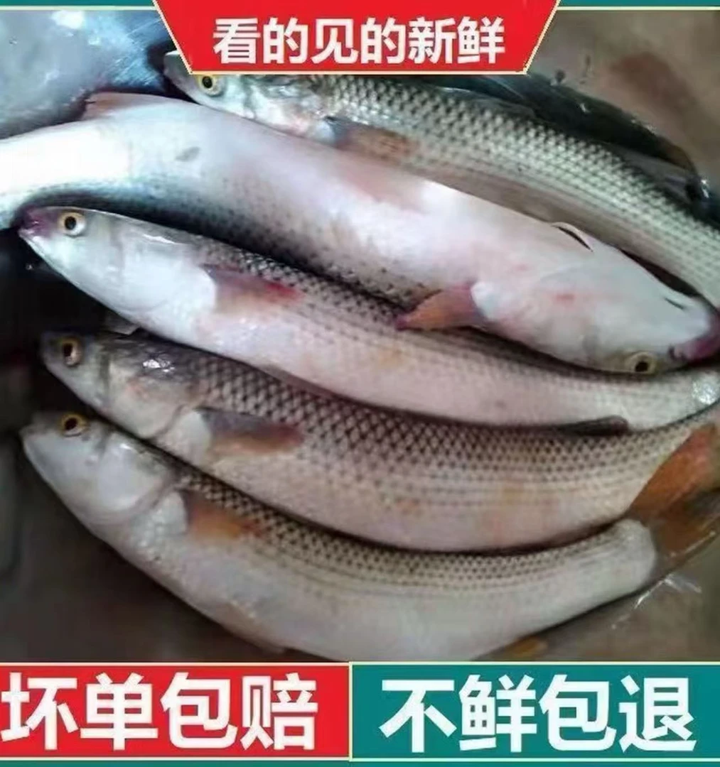 【小林盛成】海捕大鲻鱼 新鲜锁冻 两斤起拍