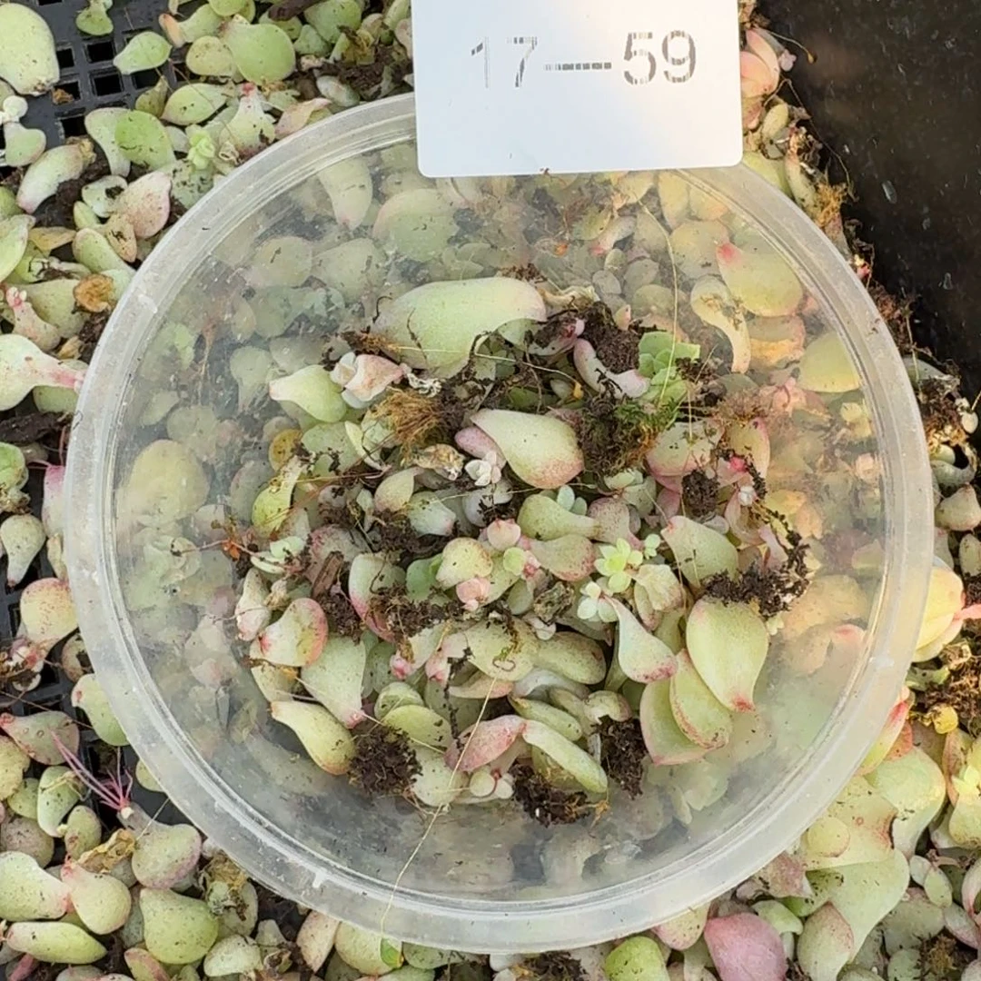 珍妮叶子17-59保底五十片