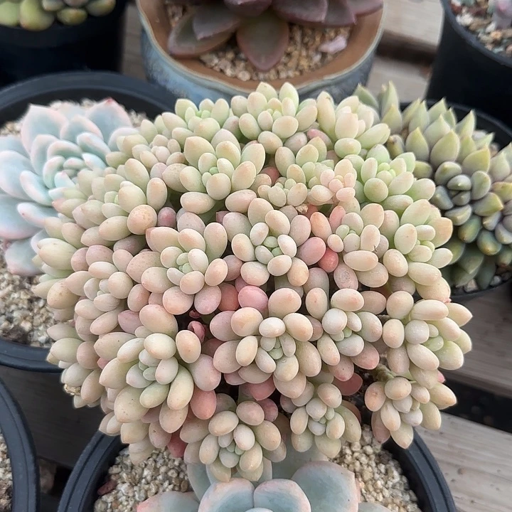 鱼子酱老桩多肉五十包邮