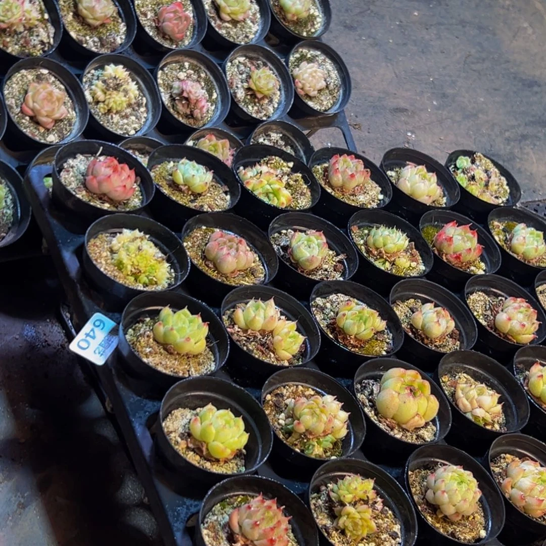 640的人了吧哈哈哈哈哈哈哈