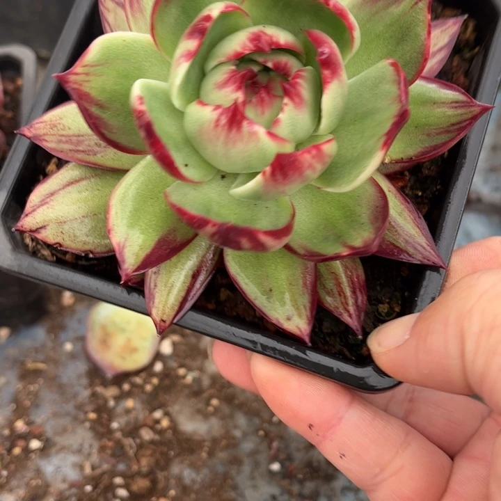 惊鸿仙子多肉植物8825