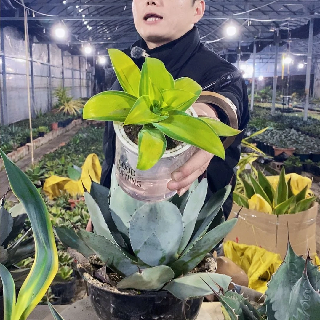 狐尾侧芽一颗（15公分左右）不带盆