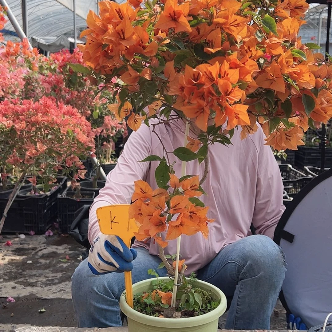 凌***君大部分花苞少量开放K1橙桑巴