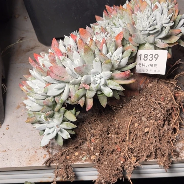 .****.1839哈哈哈哈哈哈哈