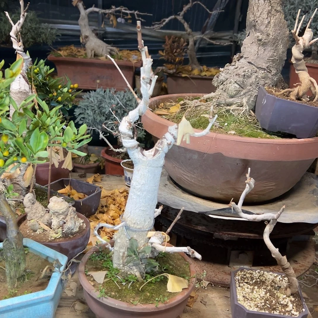 土***室无花朵银杏盆景带盆