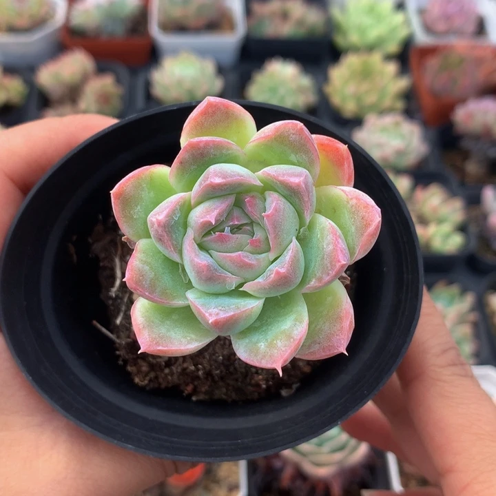 精控爱神多肉单头