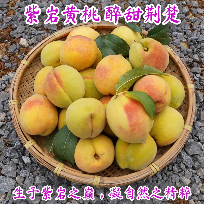 顺丰【高山脆黄桃】荆州露天黄桃不套袋原产地果园好吃鲜嫩水果包邮
