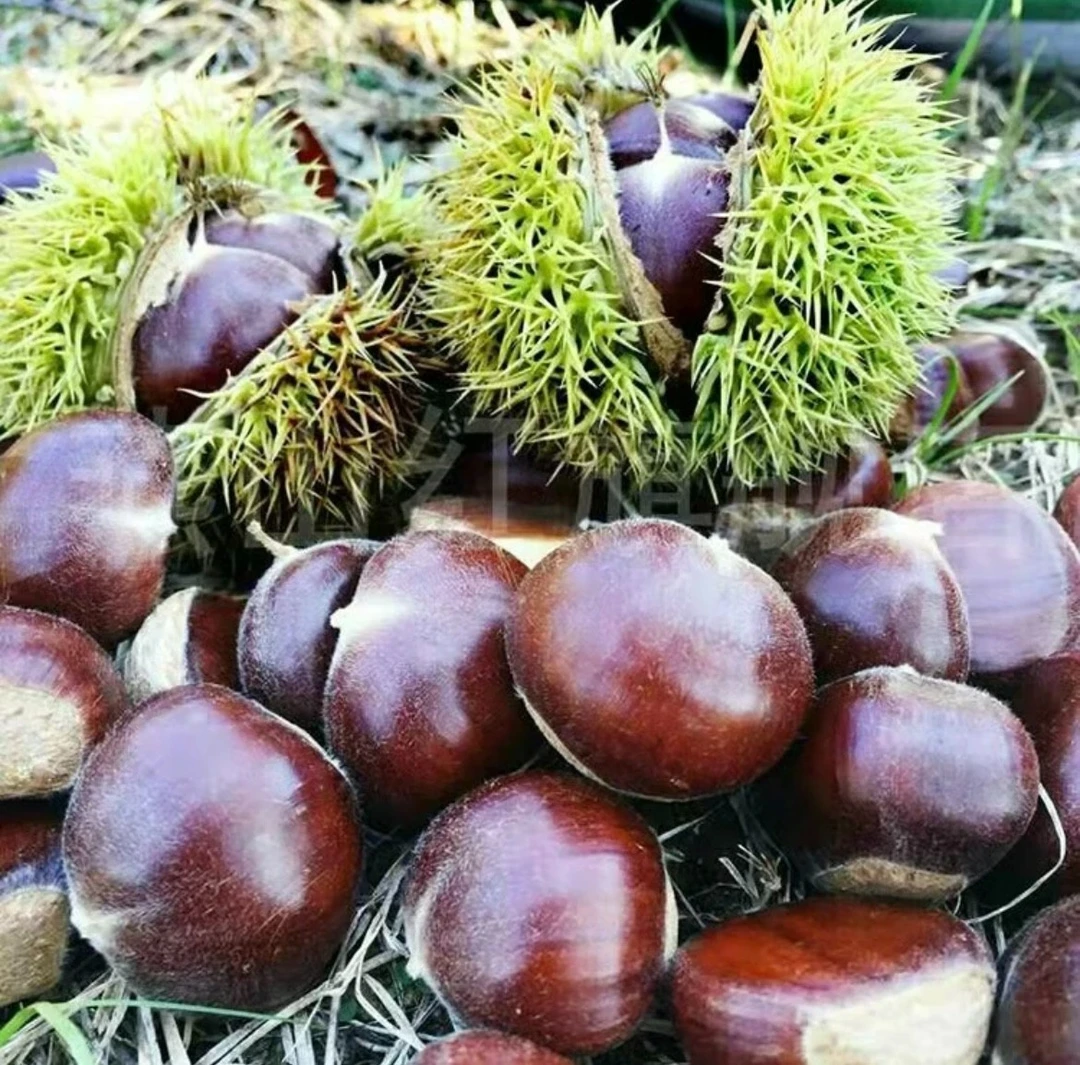 燕山鲜板栗迁西2025板栗新鲜特选大果板栗软糯香甜（3113板栗）