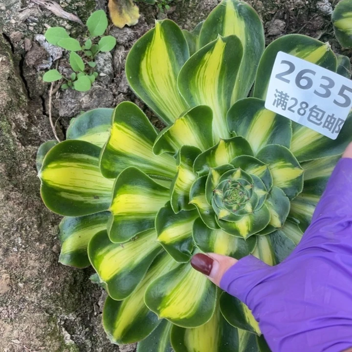2635三号棚暴君多肉植物K
