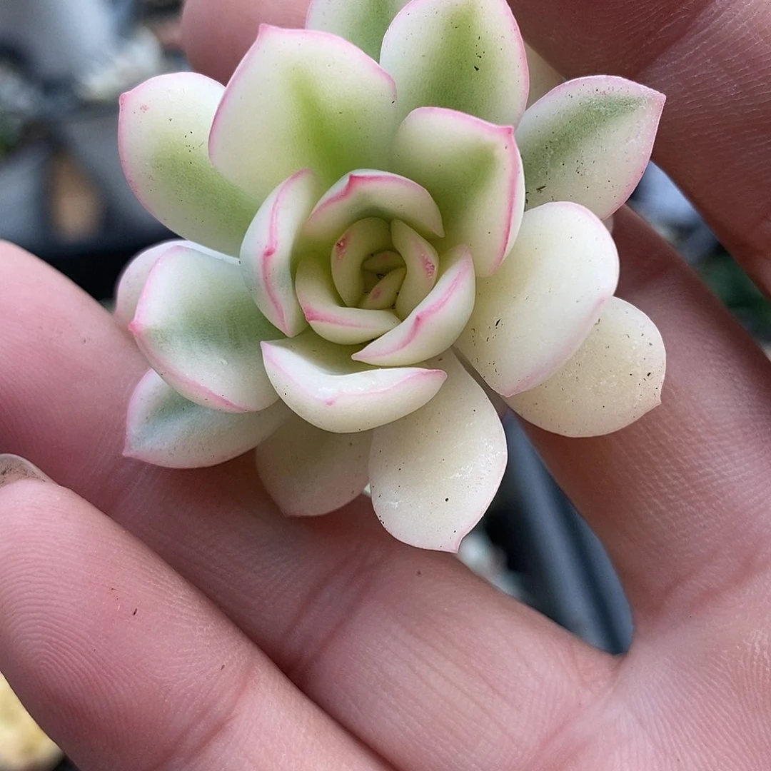 好**贝527雨燕座锦多肉植物哇啦塞