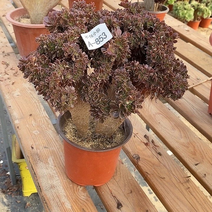 853 玫瑰缀宽28 公分微瑕