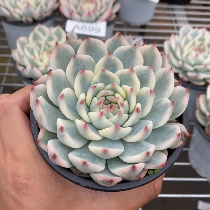 吉娃娃锦多肉植物A705