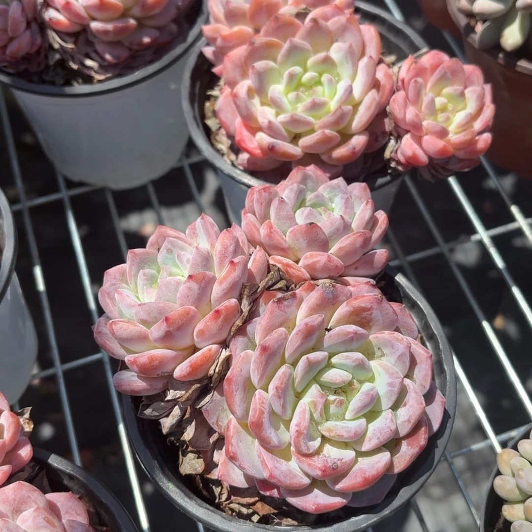 厚梦多肉整群11㎝盆