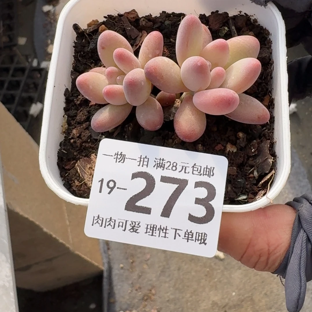 樱花奶无盆土发货无
