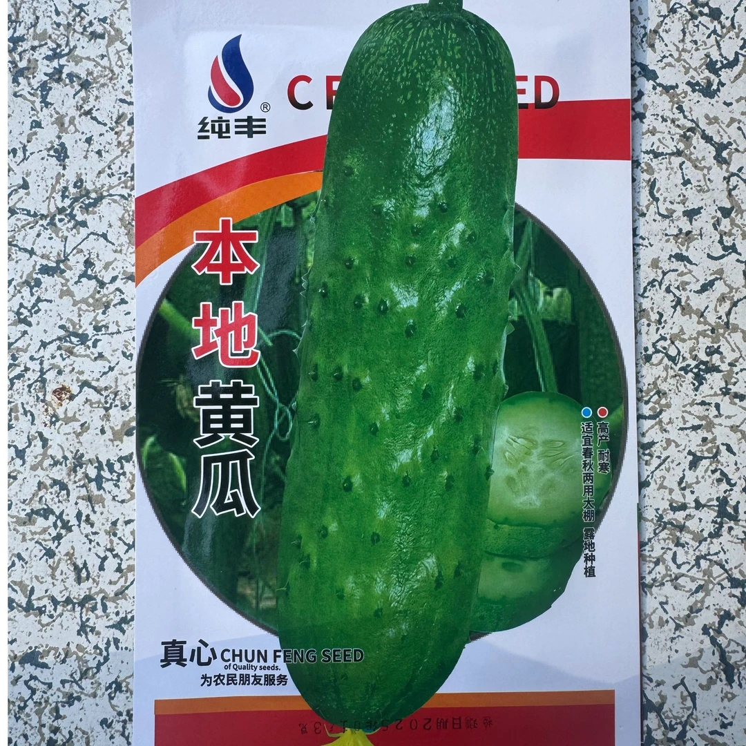 春秋种植纯丰本地黄瓜