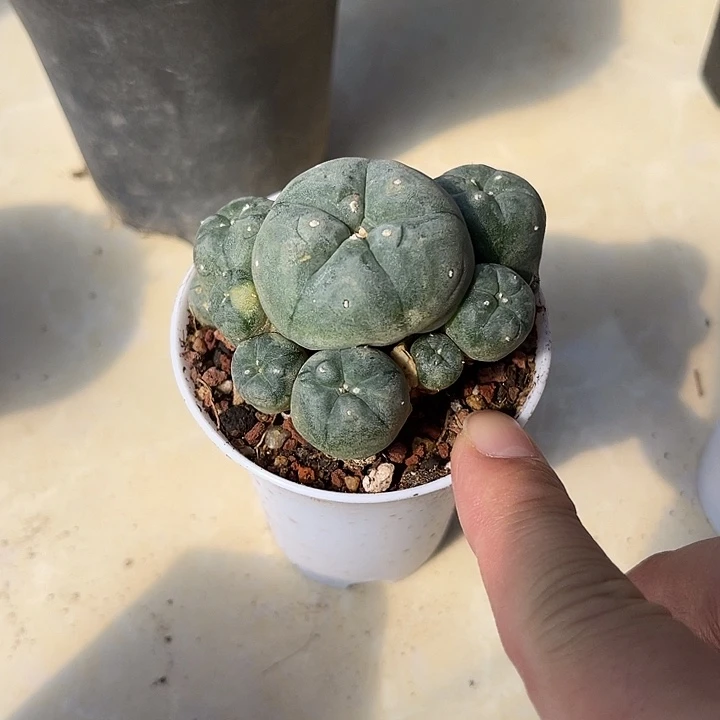 无花朵鱼群带锦一物一拍