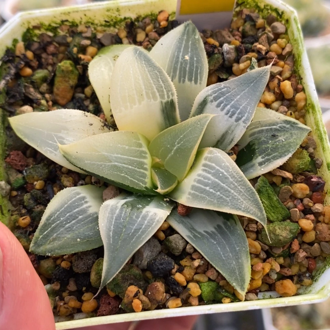 64糊斑裹克锦一物一拍