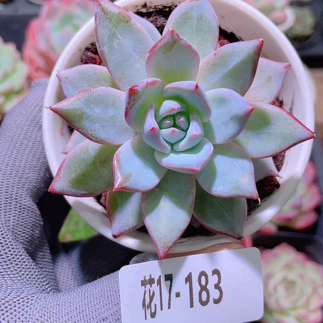 花利美17-183粉蓝鸟