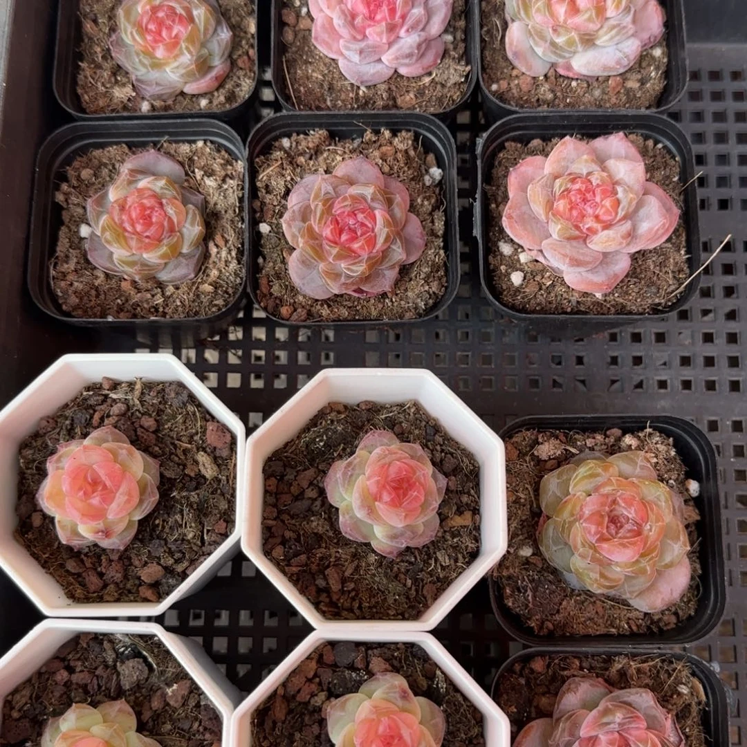 120灯泡芯哈哈哈哈