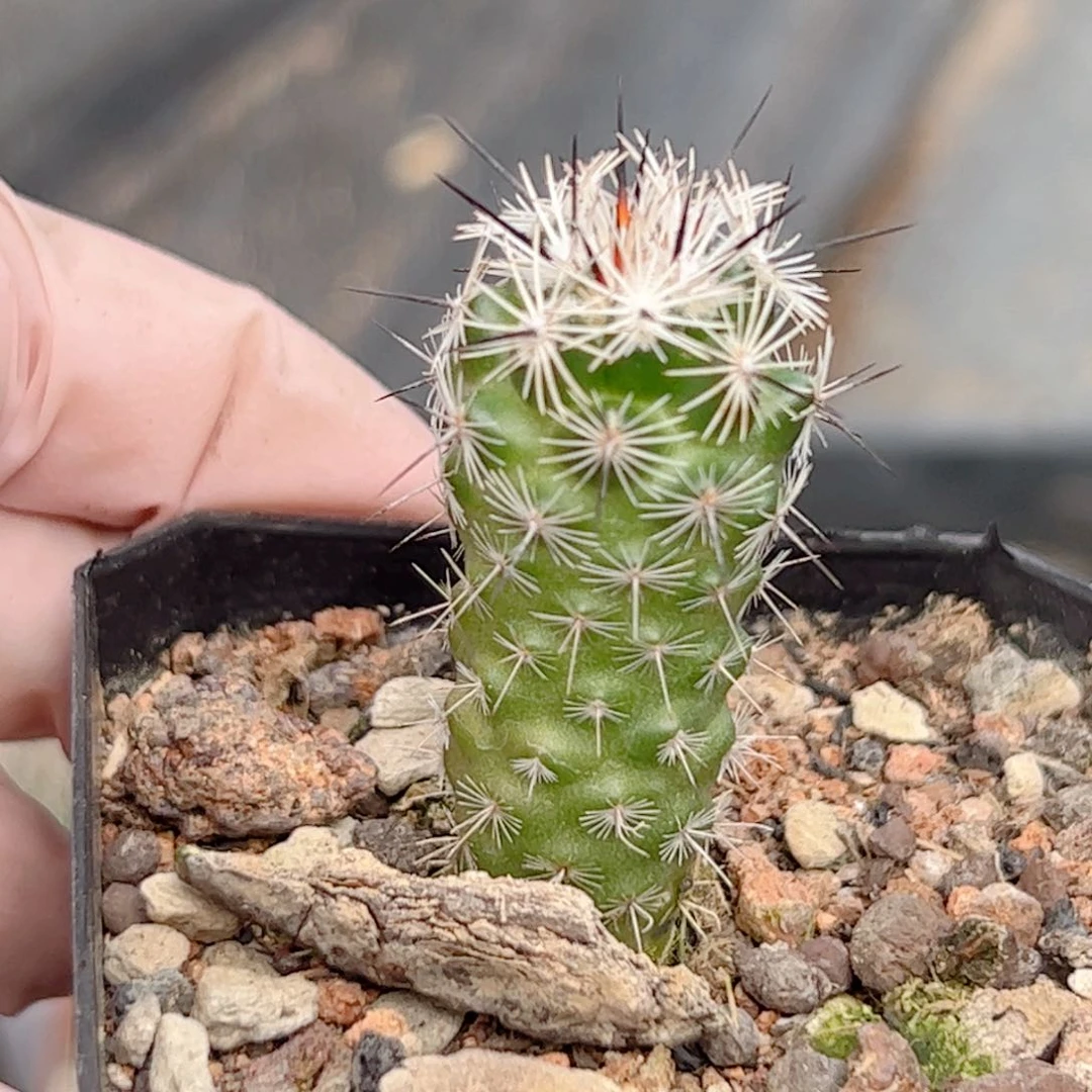 实生 都锦仙人球