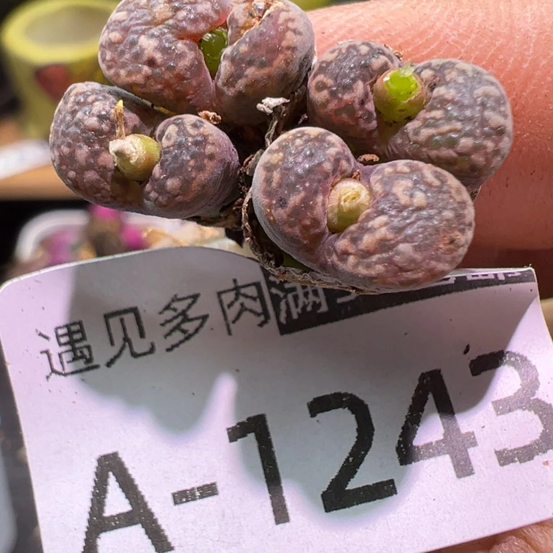 多肉植物1111111111111