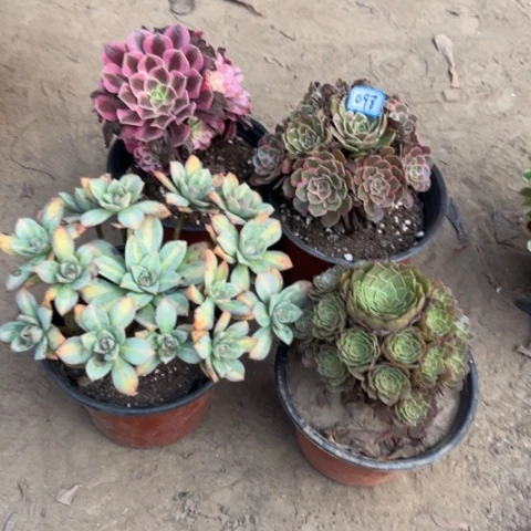 098多肉植物组合，